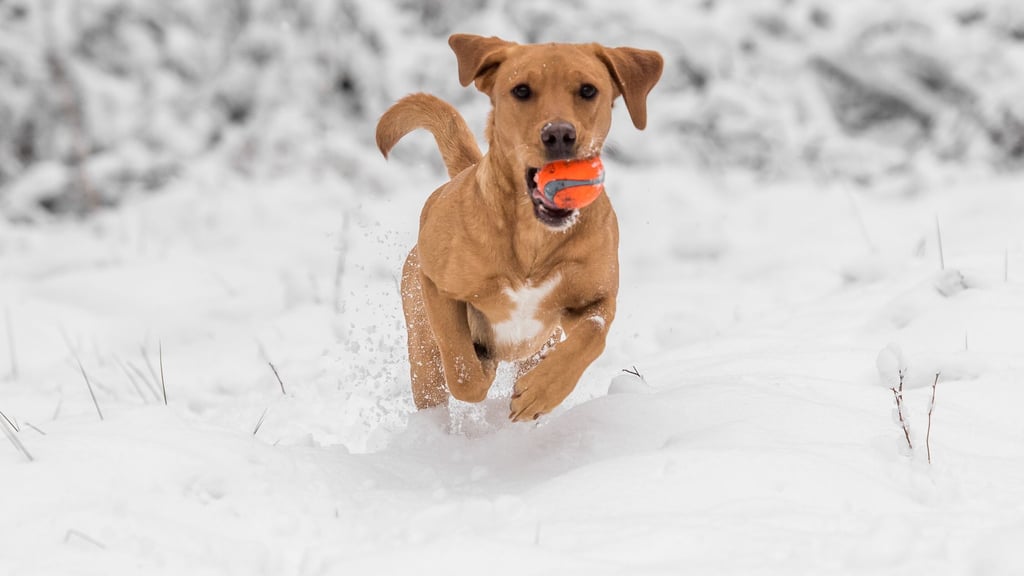 Hund haben ist Herzenssache, kein Steuersparmodell. Nur in bestimmten Fällen erkennt das Finanzamt Ausgaben für den Vierbeiner an.
