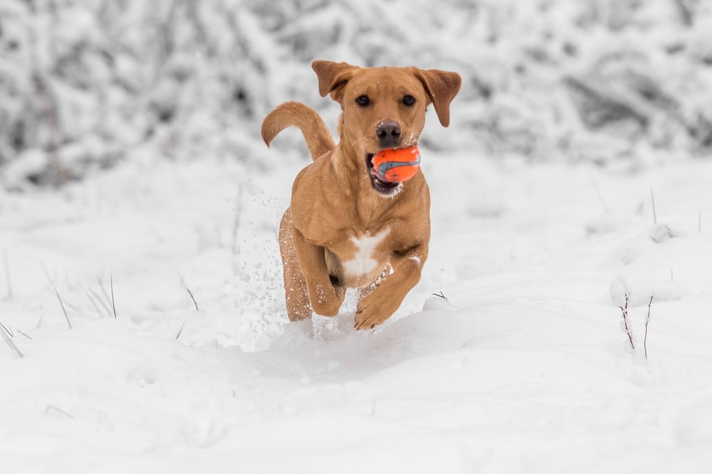 Hund haben ist Herzenssache, kein Steuersparmodell. Nur in bestimmten Fällen erkennt das Finanzamt Ausgaben für den Vierbeiner an.