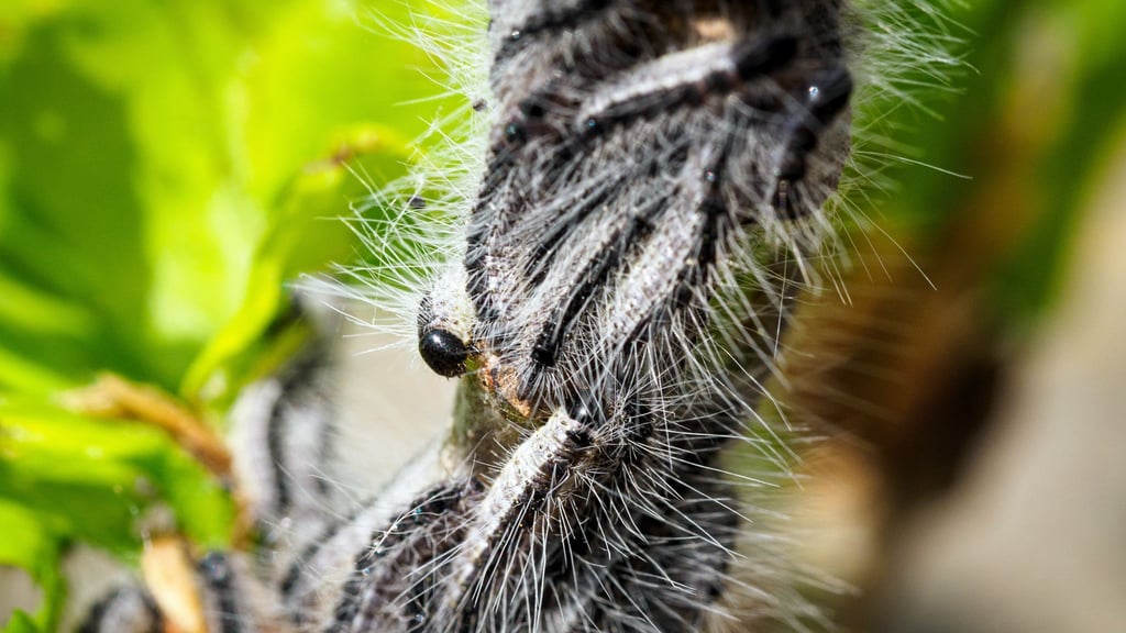 In der Prignitz ist der Befall mit Schädlingen besonders groß.