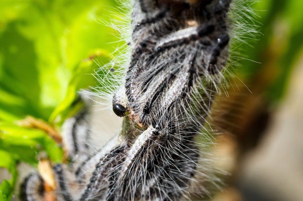 In der Prignitz ist der Befall mit Schädlingen besonders groß.