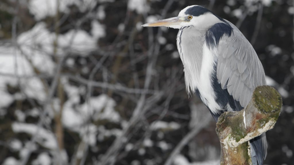 Früher in großer Zahl vor den Toren der Stadt zu Hause war dieser Mitbewohner.