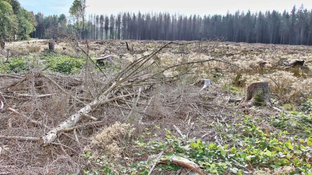Das Fichtensterben hat viele Gebiete im Harz kahl werden lassen, durch Naturverjüngung werden sie wieder grün.