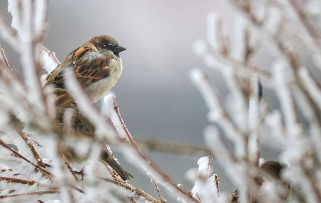 Trotz eines Rückgangs führt der Haussperling die Rangliste weiter an.