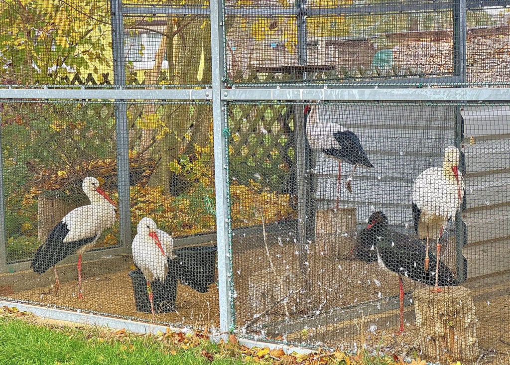 Auch die Pflegestörche der Loburger Vogelschutzwarte stehen wieder unter Hausarrest.