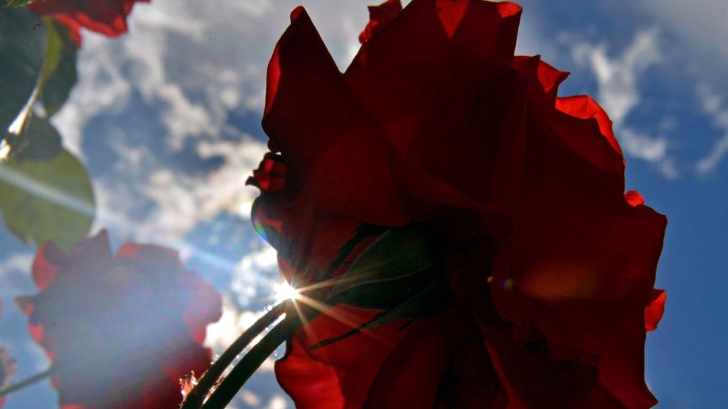 „Die schönsten Rosen blüh'n in Sangerhausen“ - nach 23 Jahren wird der Schlager noch mal neu aufgelegt.