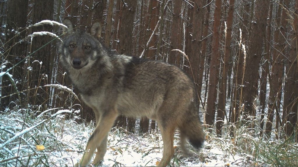 Ein Wolf streift im Winter durch einen Wald in Sachsen-Anhalt. Die Aufnahme stammt von einer Fotofalle des Wolfskompetenzzentrums Iden und ist Teil des landesweiten Wolfsmonitorings.