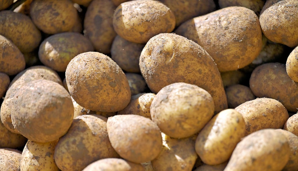 Verschenken wollen die Landwirte im Saalekreis ihre Kartoffeln nicht. Auch sie hatten eine gute Ernte. 