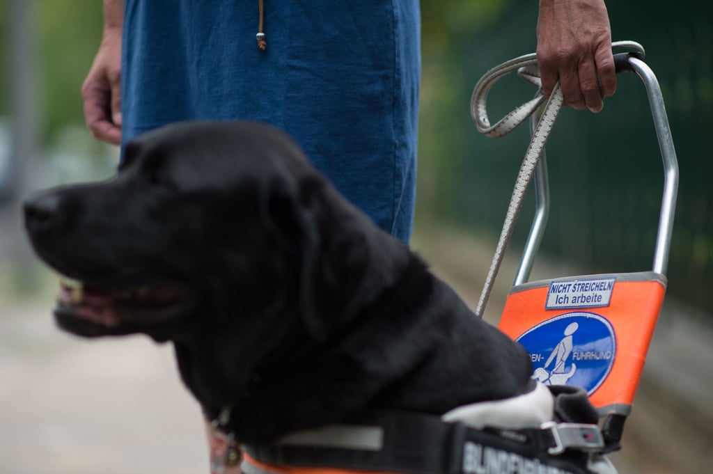 Ein Blindenführhund im Einsatz, erkennbar an seinem Führgeschirr. (Symbolbild)