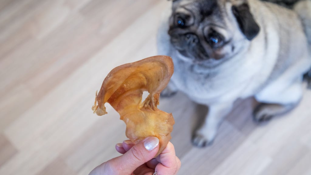 Test: Viele naturbelassene Hundesnacks wie Schweineohren sind für kleine Hunde zu groß und enthalten damit auch zu viele Kalorien.