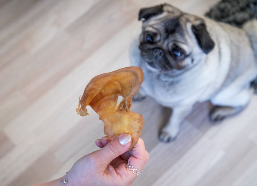 Test: Viele naturbelassene Hundesnacks wie Schweineohren sind für kleine Hunde zu groß und enthalten damit auch zu viele Kalorien.