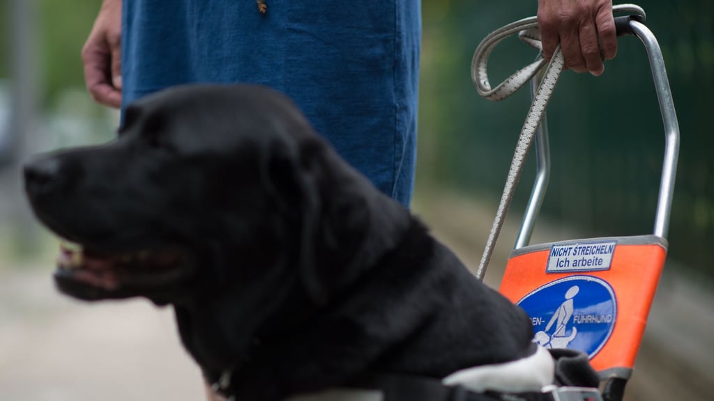 Ein Blindenführhund im Einsatz, erkennbar an seinem Führgeschirr. (Symbolbild)