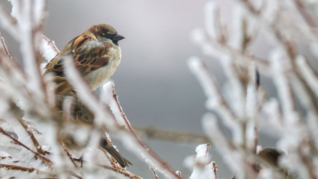 Der Haussperling bleibt der am häufigsten gesichtete Wintervogel in Thüringen, dennoch werden jährlich weniger von ihnen gezählt. (Archivbild)