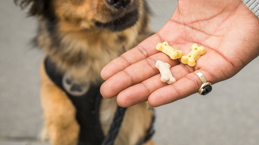 Snacks für zwischendurch: Wer seinen Hund verwöhnt, sollte das Hauptfutter entsprechend reduzieren, um Gewichtszunahme zu vermeiden.