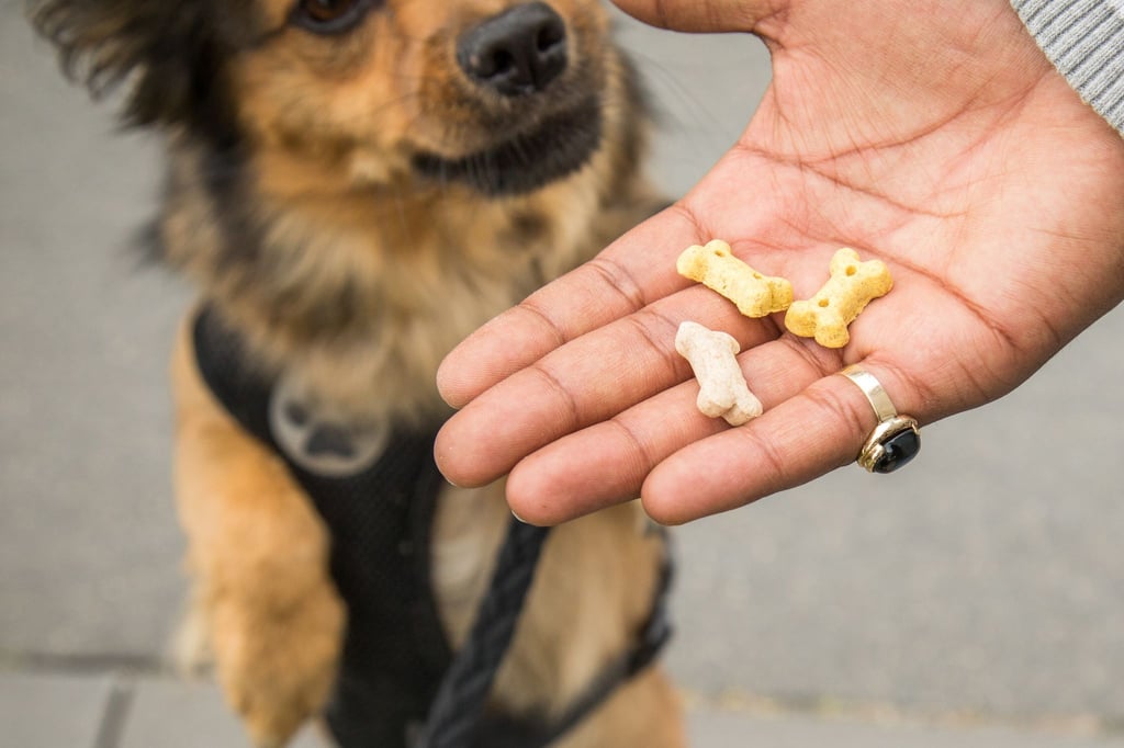 Snacks für zwischendurch: Wer seinen Hund verwöhnt, sollte das Hauptfutter entsprechend reduzieren, um Gewichtszunahme zu vermeiden.