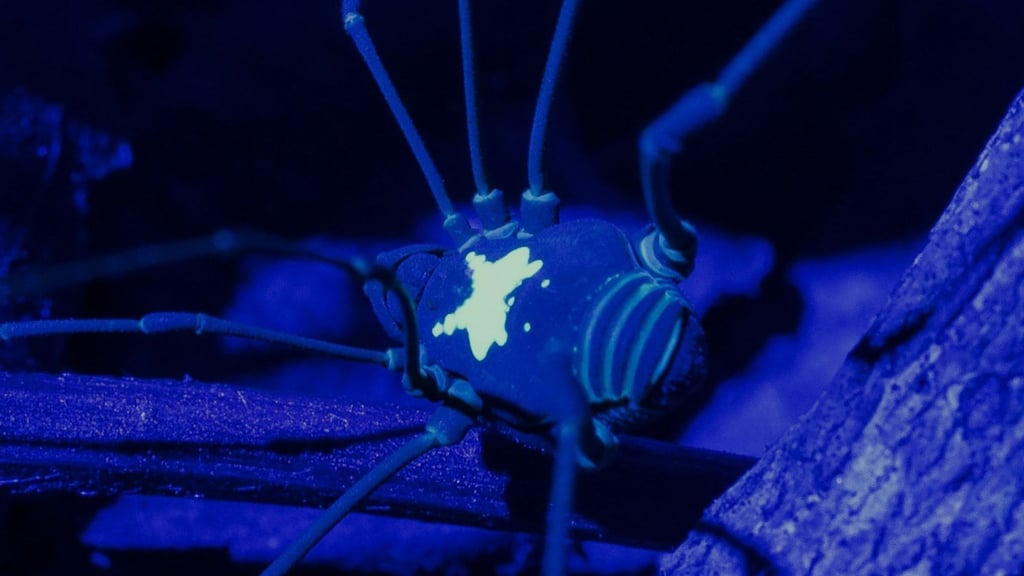 Unter UV-Licht kommt das Rückenmuster des Weberknechts besonders zur Geltung.