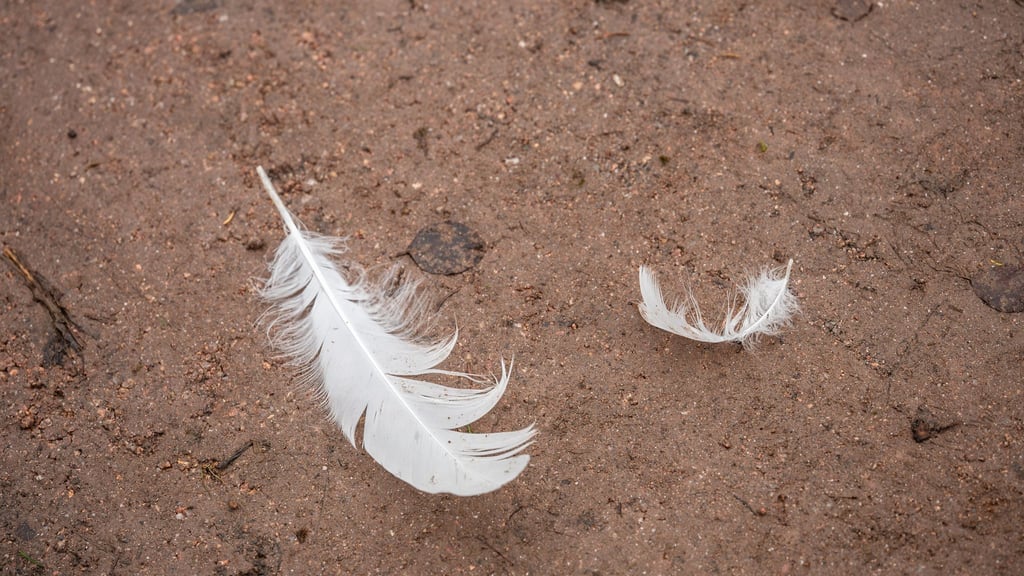 Der Tierpark Chemnitz bleibt wegen des Verdachts auf einen Fall von Vogelgrippe am Donnerstag geschlossen. (Symbolbild)