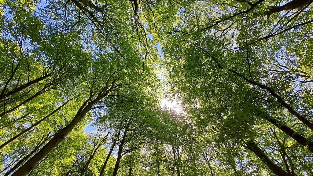 Die Nabu-Stiftung will im Südharz 1.000 Hektar Wald kaufen und stilllegen.