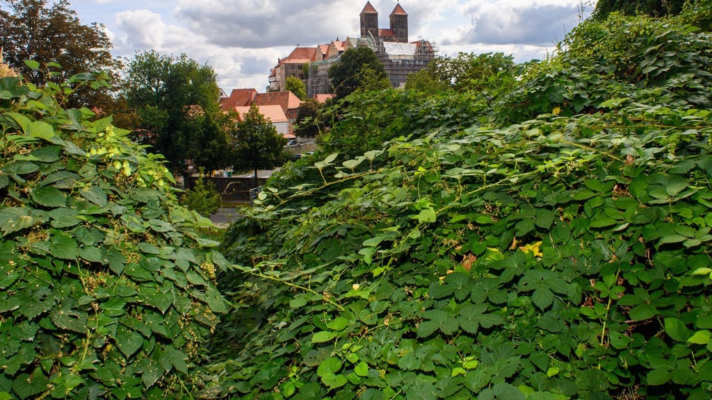 Teile des Stiftsbergs in Quedlinburg sind wieder zugänglich. (Archivbild)