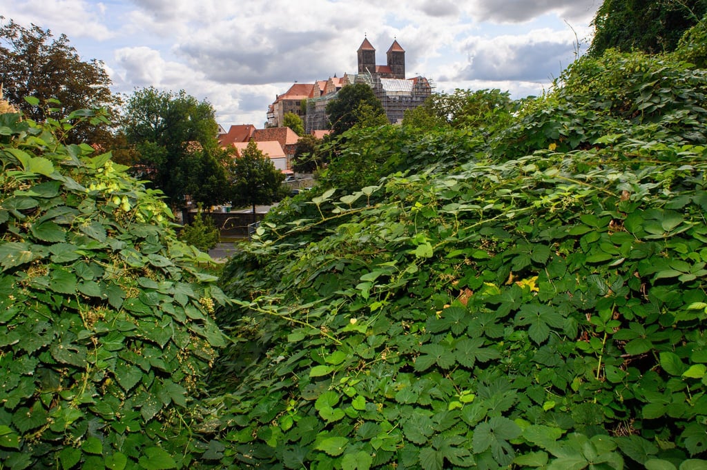 Teile des Stiftsbergs in Quedlinburg sind wieder zugänglich. (Archivbild)