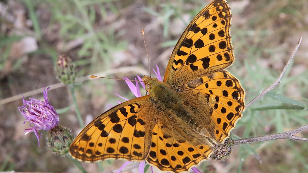 Ein schwarz-gelber Hingucker ist dieser kleine Mitbewohner.