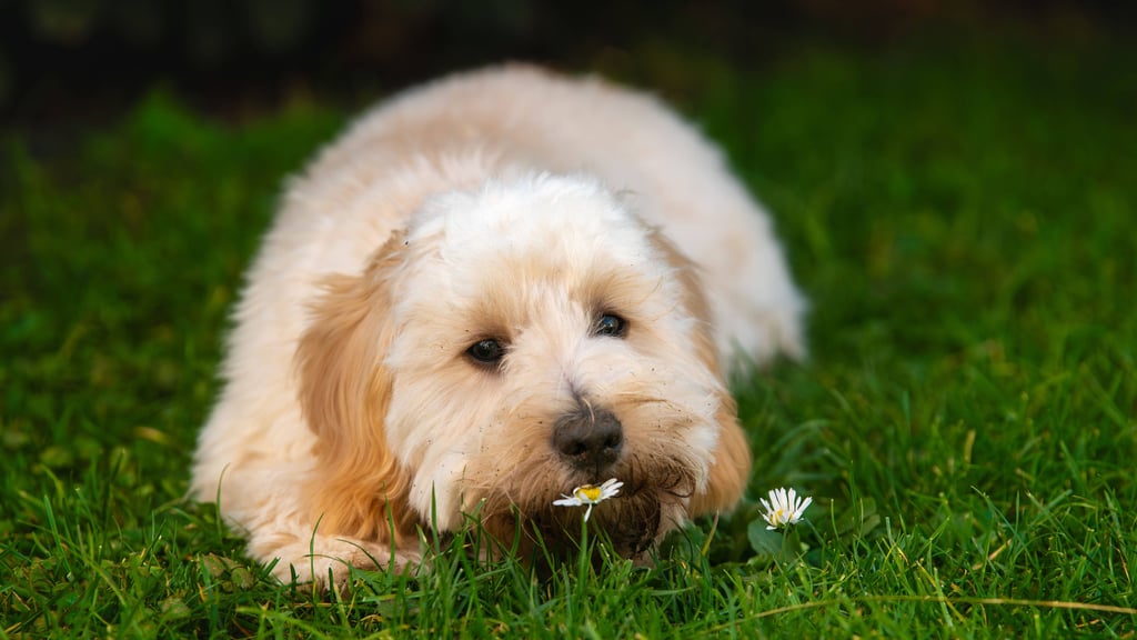 Nach einem solchen Maltipoo-Welpen suchte eine Zerbsterin und traf dabei auf Betrüger.