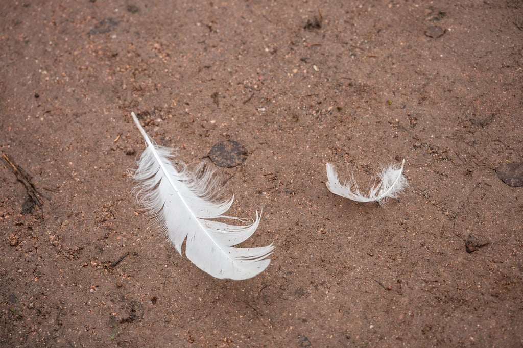 Der Tierpark Chemnitz bleibt wegen des Verdachts auf einen Fall von Vogelgrippe bis einschließlich Montag (2. Februar) geschlossen. (Symbolbild)