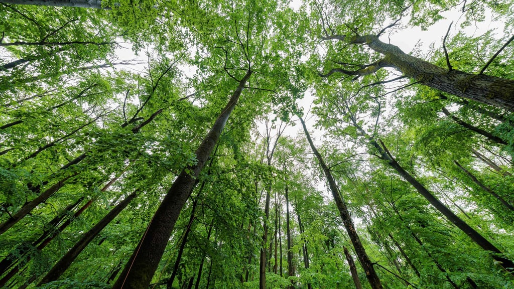 Der Ballenstedter Forstwirt Karl Busche übt Kritik am Verkauf von 1000 Hektar Wald bei Stolberg an die Nabu-Stiftung.