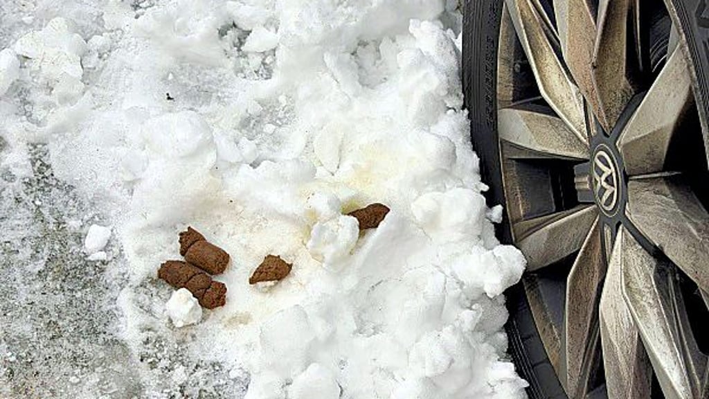 Der Schnee auf den Straßen Havelbergs ist von Hundehaufen gesäumt.