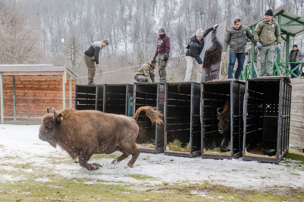 Schnell raus aus der Kiste - das Leben in Freiheit ist für die Tiere neu (Handoutbilder).