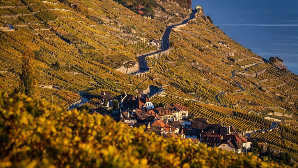 Der Kanton Waadt ist durch Weinanbau geprägt. (Archivbild)