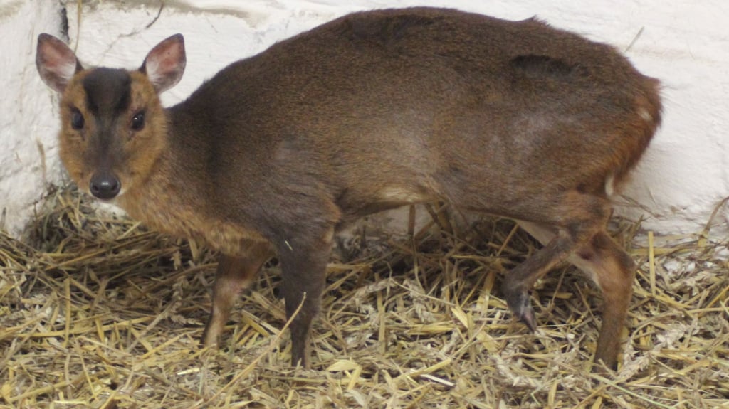 Die Tierrettung Stapelburg konnte dieses Muntjak-Weibchen im Nordharz einfangen.
