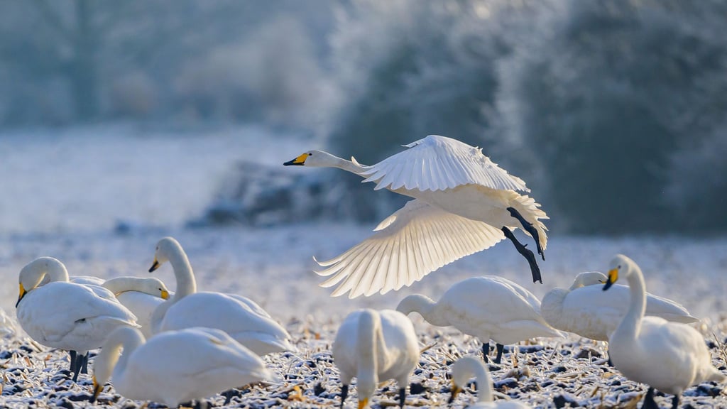 Zwischenstopp in der Uckermark: Singschwäne rasten im Odertal, bevor sie weiter nach Skandinavien ziehen.