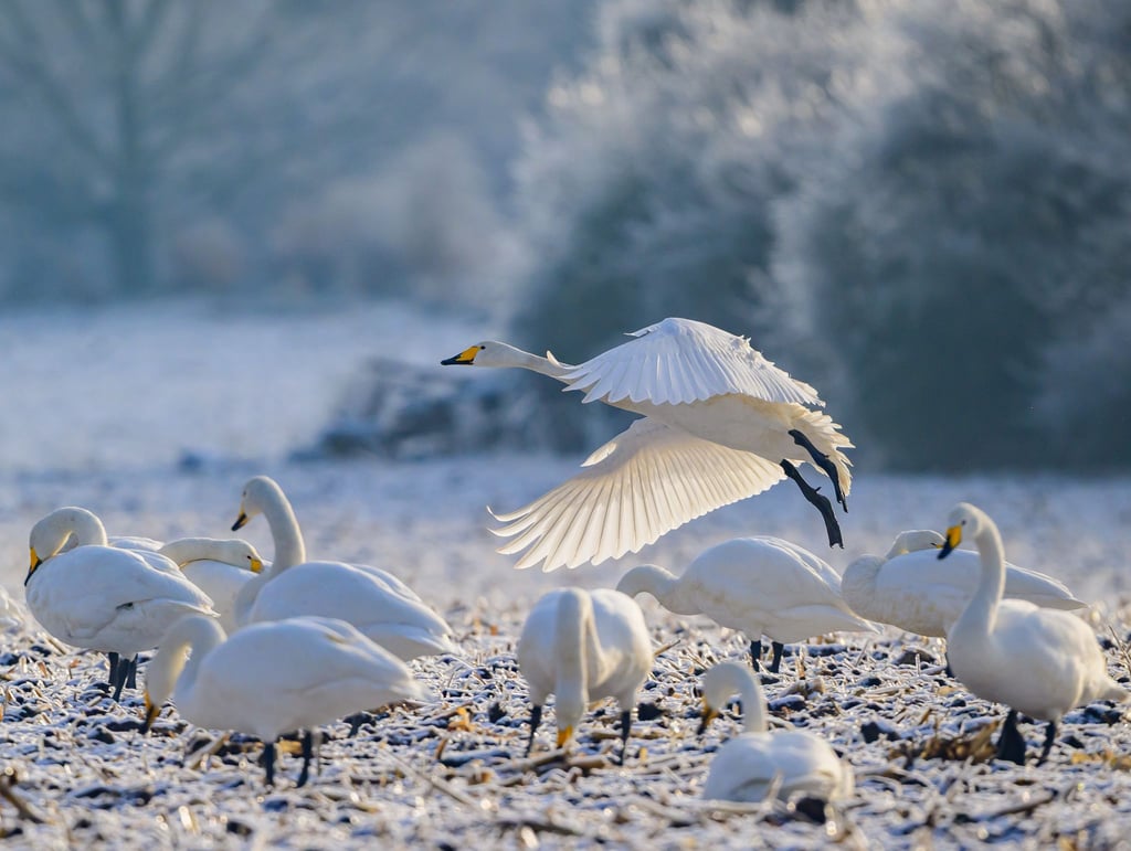 Zwischenstopp in der Uckermark: Singschwäne rasten im Odertal, bevor sie weiter nach Skandinavien ziehen.
