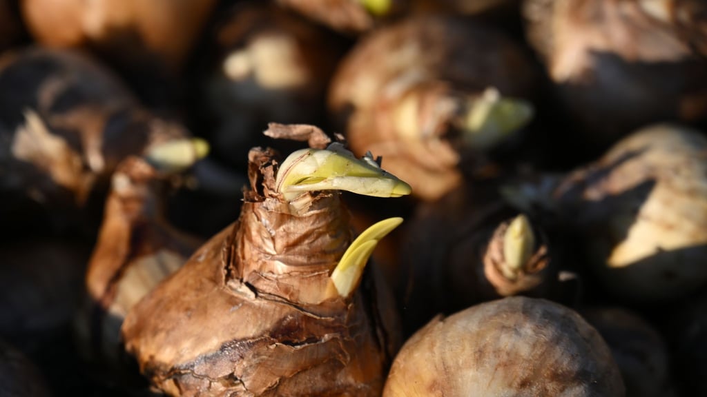 Die 5. Thüringer Landesgartenschau findet in knapp drei Monaten vom 23. April bis zum 11. Oktober statt.