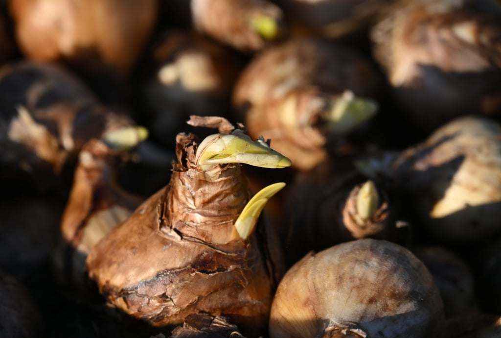 Die 5. Thüringer Landesgartenschau findet in knapp drei Monaten vom 23. April bis zum 11. Oktober statt.