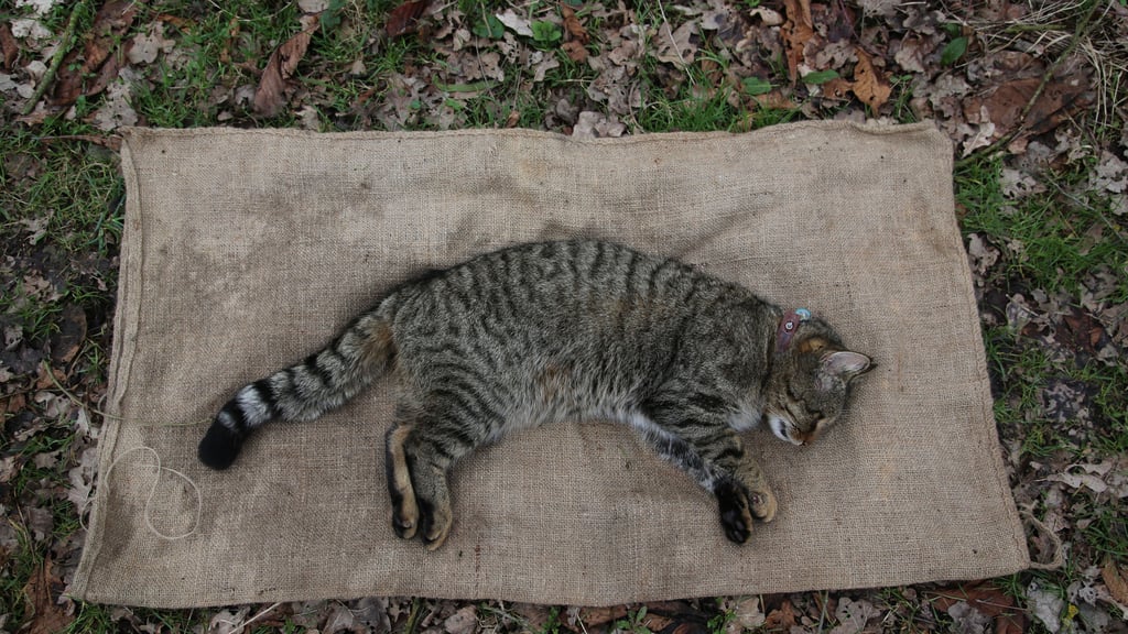 Dieser Mischling aus Wild- und Hauskatze ist von einer reinen Wildkatze kaum zu unterscheiden. Das Tier wurde von einem Team der Deutschen Wildtierstiftung zu Forschungszwecken betäubt.