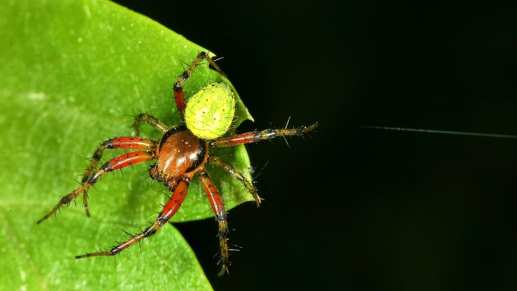 In Bäumen und Sträuchern bis zu einer Höhe von etwa drei Metern ist dieser Mitbewohner besonders gerne zu Hause.