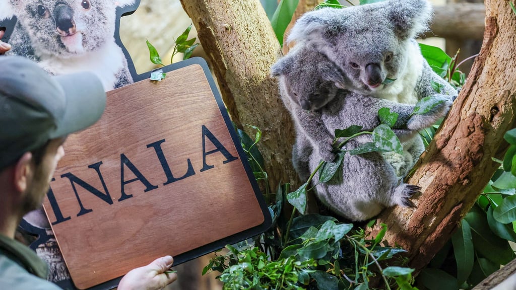 Der Koala-Nachwuchs im Zoo Leipzig hat einen Namen.