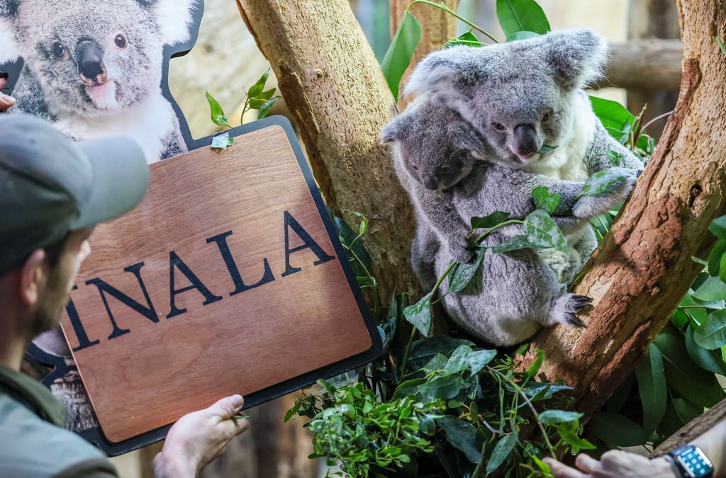 Der Koala-Nachwuchs im Zoo Leipzig hat einen Namen.