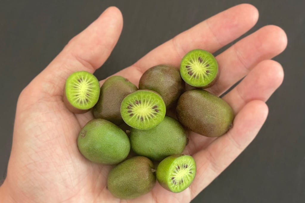 Kiwibeeren stammen ursprünglich aus Nordostasien und sind bis Minus 25 Grad Celsius winterhart.