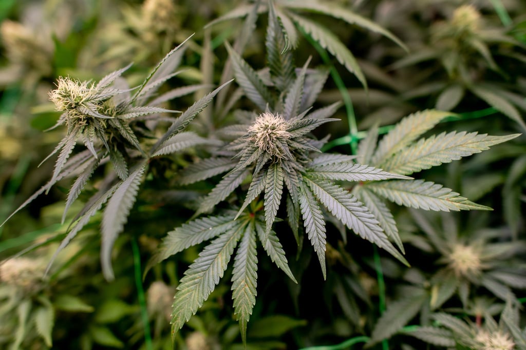 Bei einem Einsatz im Landkreis Holzminden stellte die Polizei rund 200 Cannabispflanzen sicher. (Symbolbild)