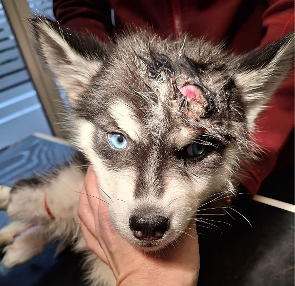 Der schwer verletzte Welpe wurde in eine Tierarztpraxis gebracht und nach entsprechender Versorgung in eine Pflegestelle gebracht.