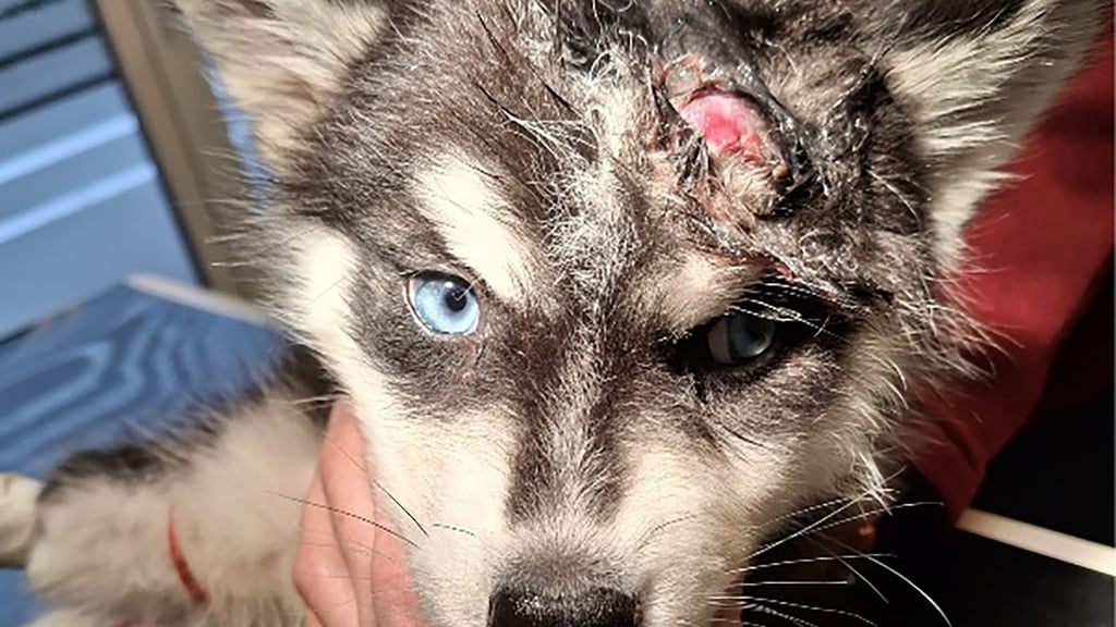 Der schwer verletzte Welpe wurde in eine Tierarztpraxis gebracht und nach entsprechender Versorgung in eine Pflegestelle gebracht. (Handout-Foto)