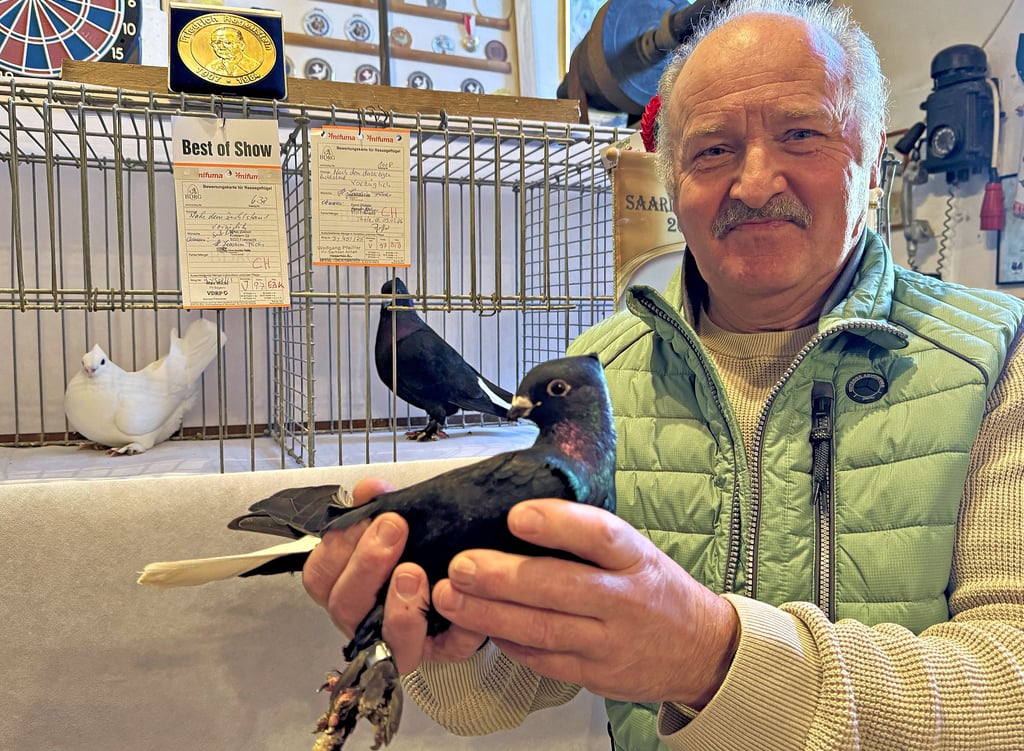 Bernd Sanftenberg züchtet in Hobeck erfolgreich Luzerner Tauben in weiß und schwarz mit weißem Schwanz. 