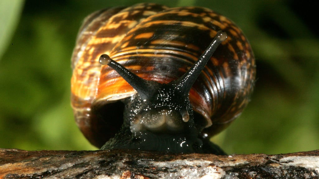 Dieser Nachbar in Halle ist vor allem an der Saale zu Hause.