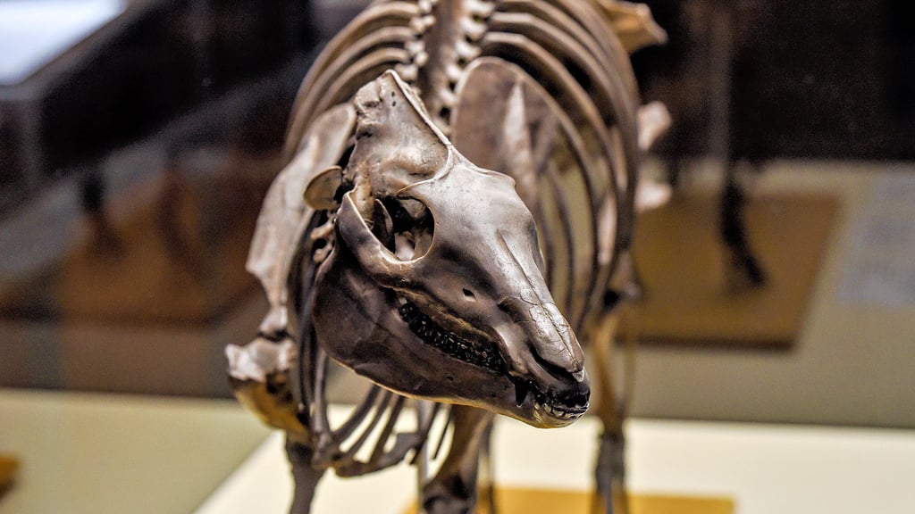 Die Skelettnachbildung des Urpferdchens, das so groß wie ein Hund war. Es gehört zu den herausragenden Funden im Geiseltal-Tagebau.