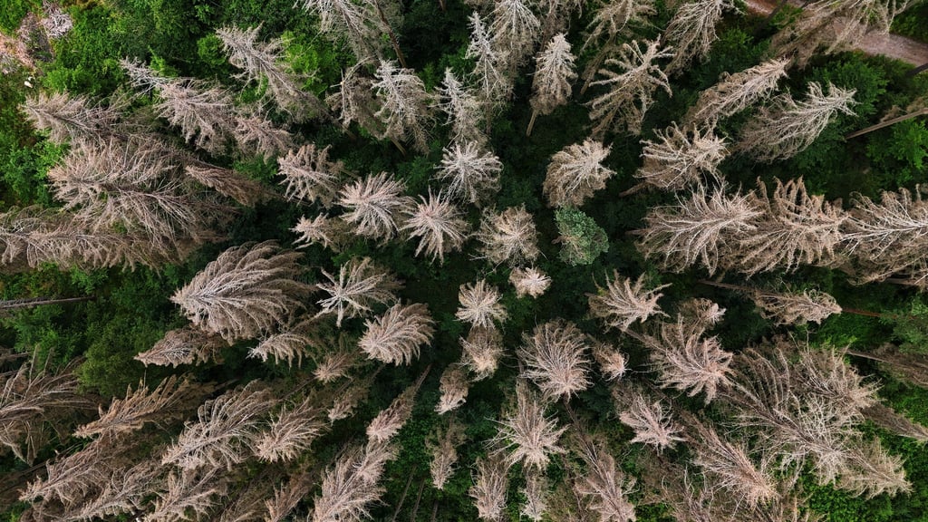 Waldbesitzer in Thüringen können Landeshilfen für die Bewältigung von Waldschäden durch Extremwetter wie Stürme oder lange Trockenheit erhalten (Symbolfoto).