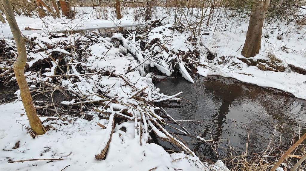 Gegenüber der Sangerhäuser Kläranlage bei Flusskilometer 4,0 hat ein Biber zwei hohe Dämme errichtet. Das Wasser staut sich deshalb. 