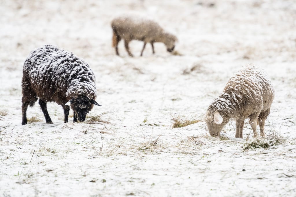 Schafe müssen auch bei winterlichem Wetter nicht zwangsläufig in Ställen untergebracht werden. (Symbolbild)