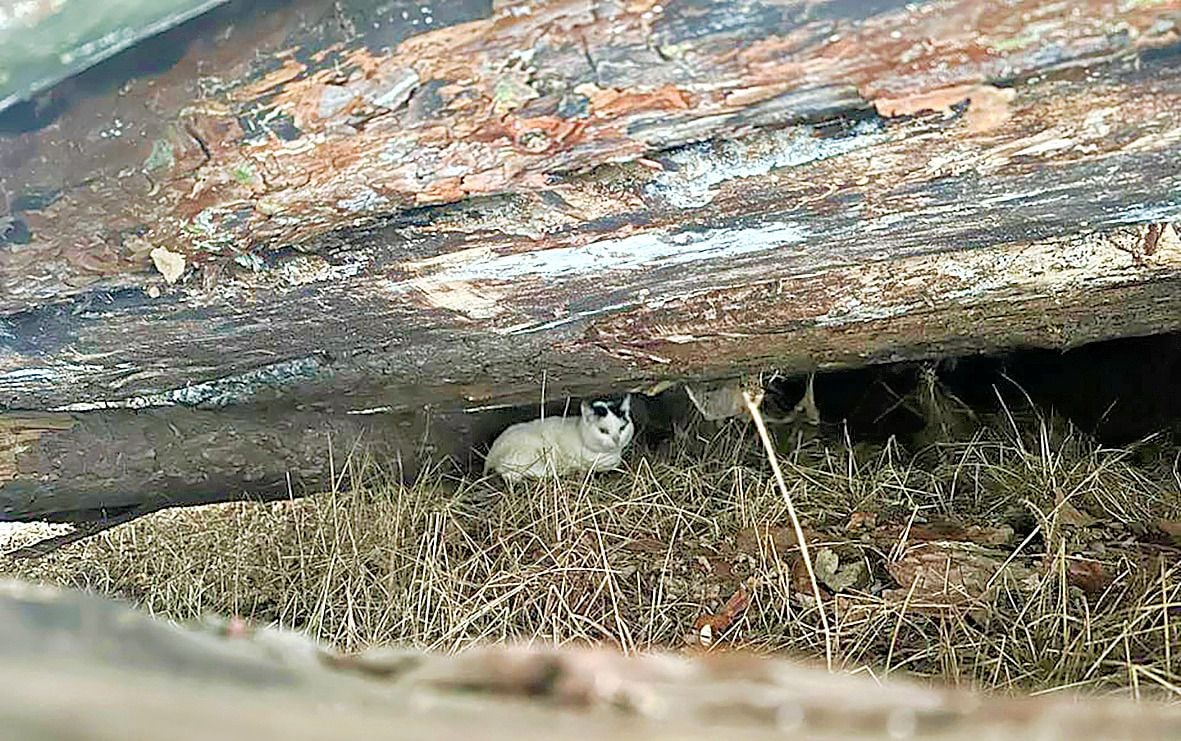 Grausame Entscheidung: Kranke Katze bei eisiger Kälte am Stadtrand „entsorgt“